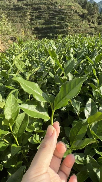 福建安溪茶园实景