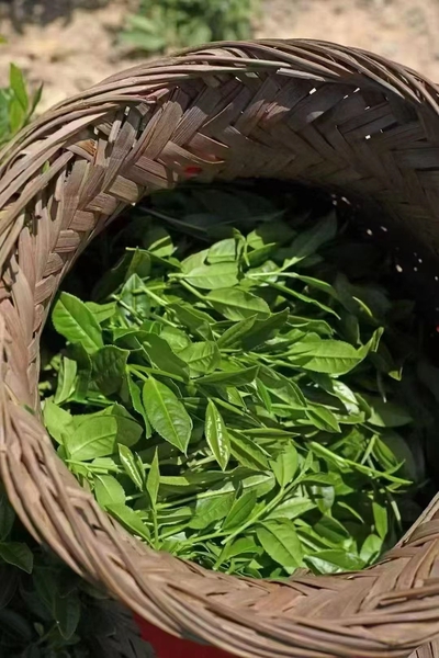 茶叶加工现场与工艺设备